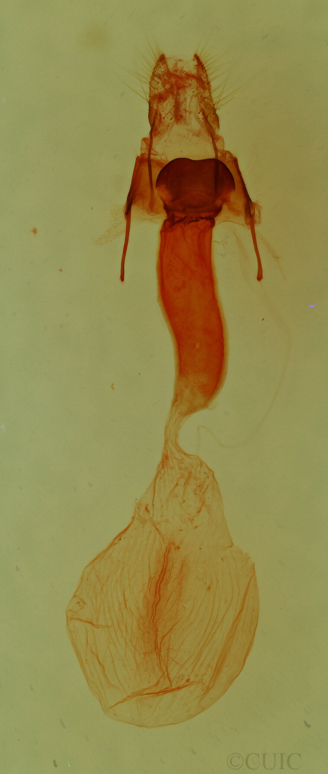 genitalia view of adult Elaphria sp.