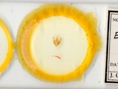 slide view of adult Elaphria sp.