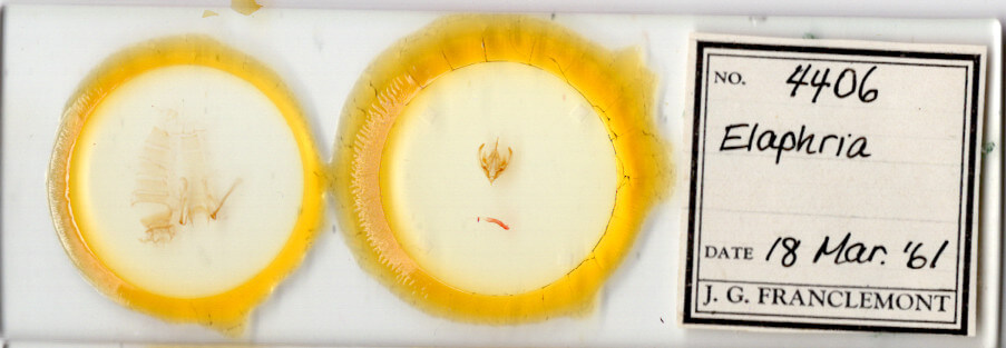 slide view of adult Elaphria sp.