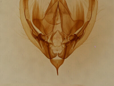 genitalia view of adult Elaphria sp.