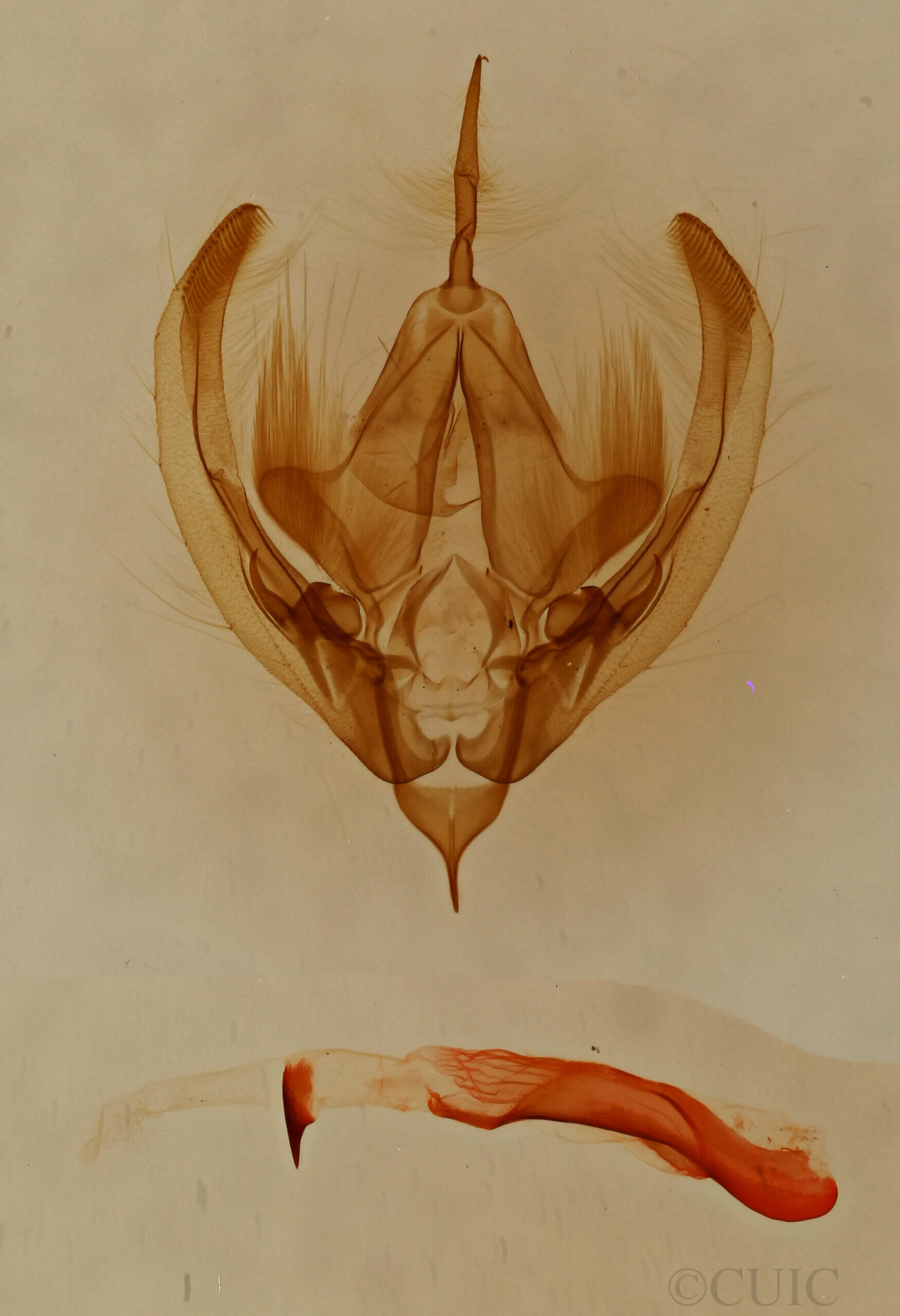 genitalia view of adult Elaphria sp.