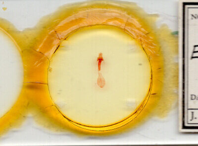 slide view of adult Elaphria sp.