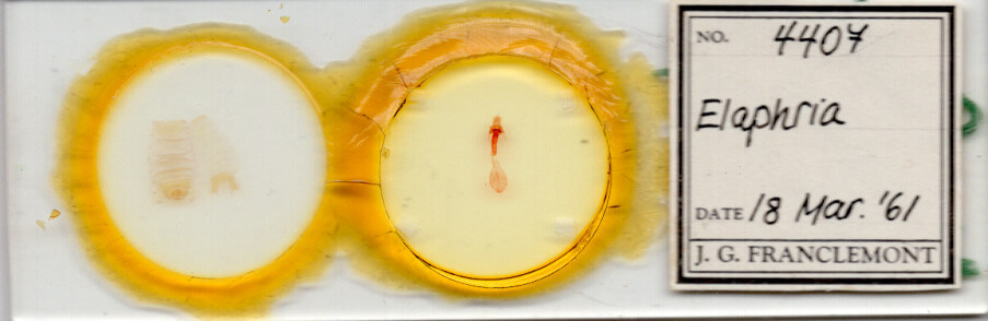 slide view of adult Elaphria sp.