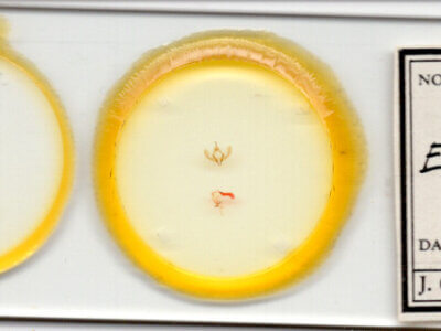 slide view of adult Emarginea sp.