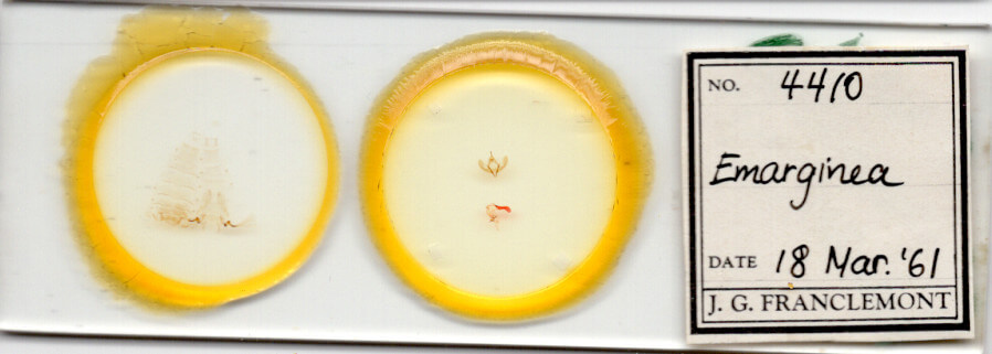 slide view of adult Emarginea sp.