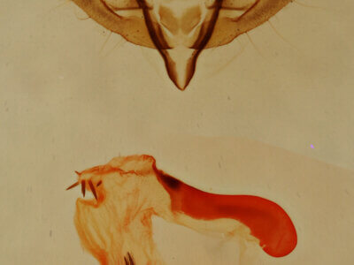 genitalia view of adult Emarginea sp.