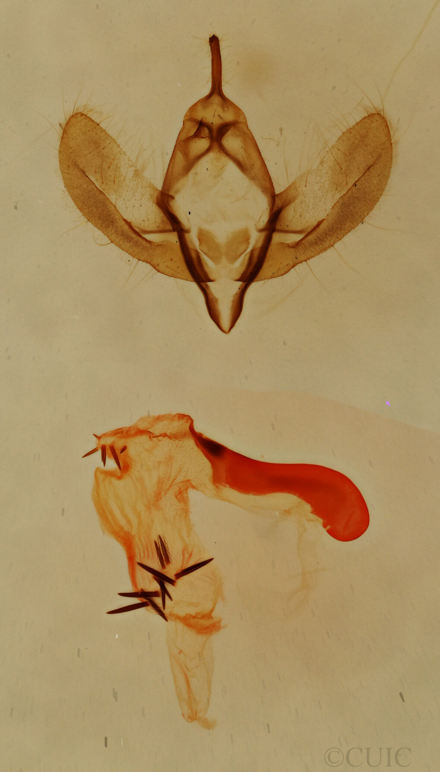 genitalia view of adult Emarginea sp.