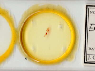 slide view of adult Emarginea sp.