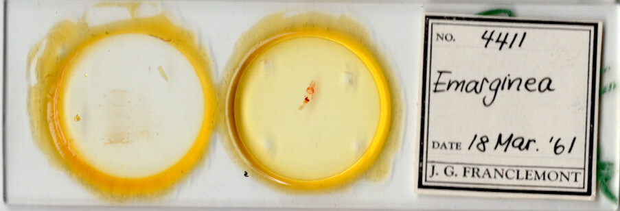 slide view of adult Emarginea sp.