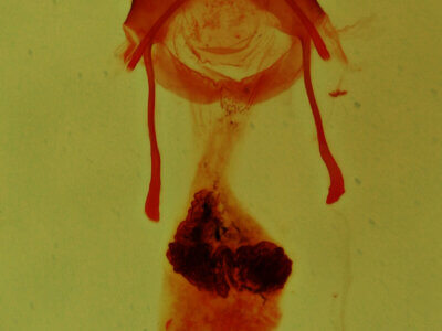 genitalia view of adult Emarginea sp.