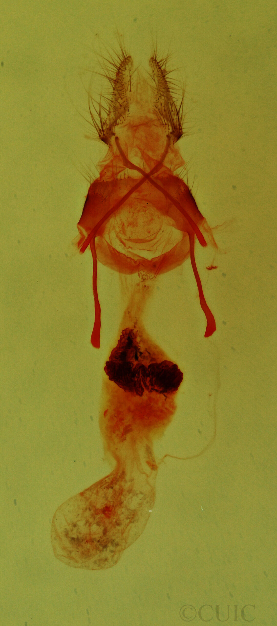 genitalia view of adult Emarginea sp.