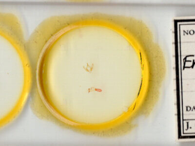 slide view of adult Emarginea sp.