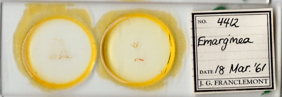 slide view of adult Emarginea sp.