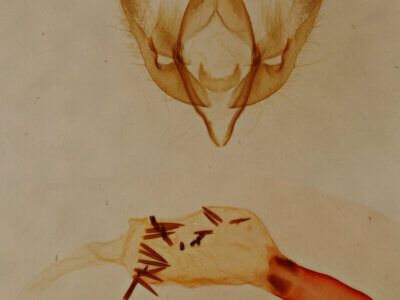 genitalia view of adult Emarginea sp.