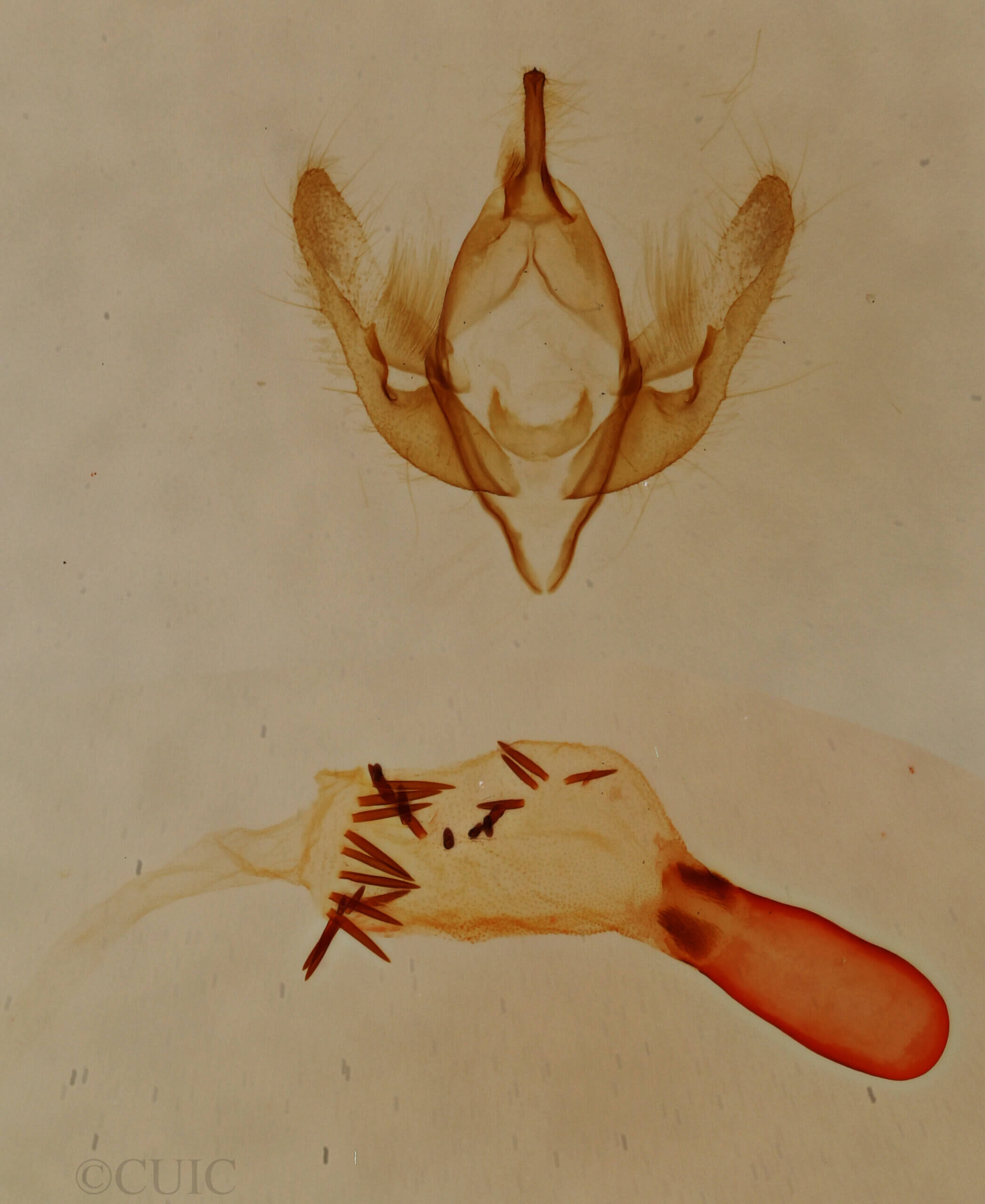 genitalia view of adult Emarginea sp.