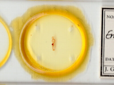 slide view of adult Emarginea sp.