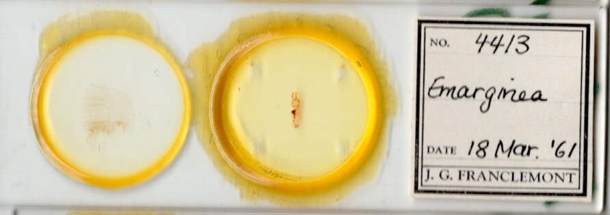 slide view of adult Emarginea sp.