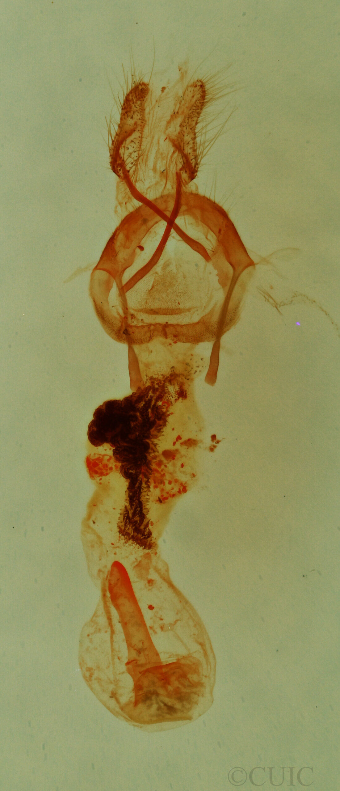 genitalia view of adult Emarginea sp.