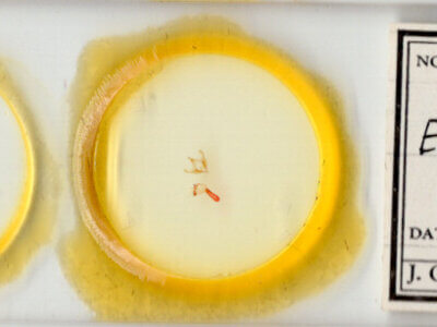 slide view of adult Emarginea sp.