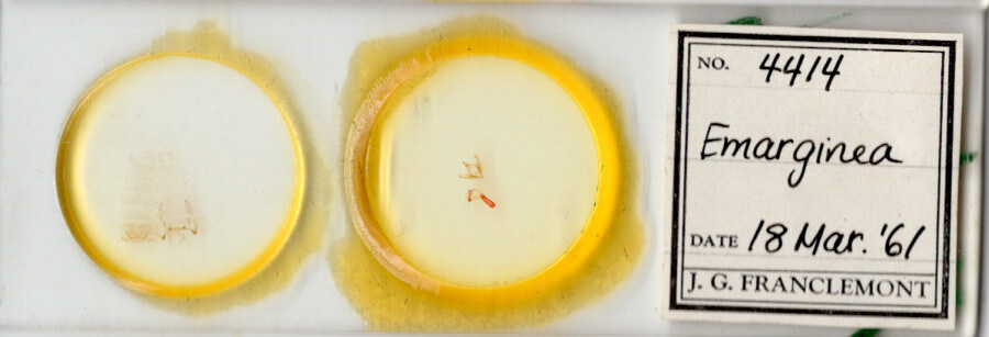 slide view of adult Emarginea sp.
