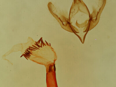 genitalia view of adult Emarginea sp.