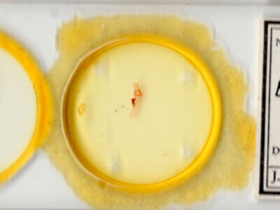 slide view of adult Emarginea sp.