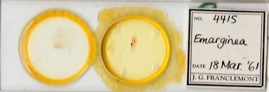 slide view of adult Emarginea sp.