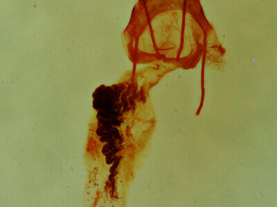 genitalia view of adult Emarginea sp.