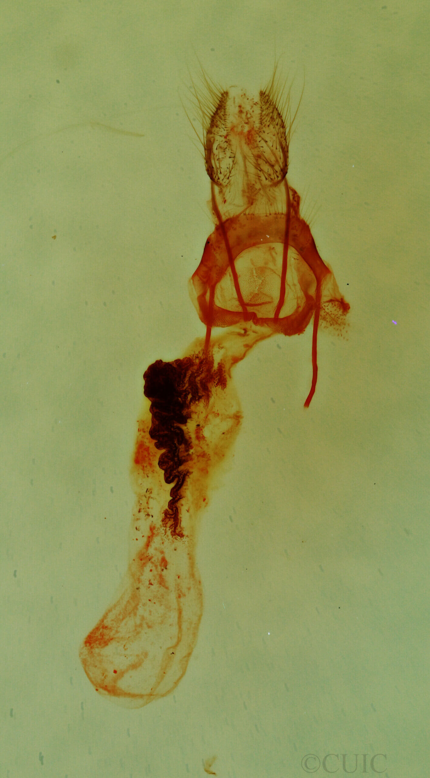 genitalia view of adult Emarginea sp.