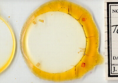 slide view of adult Toxonprucha sp.