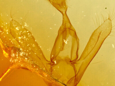 genitalia view of adult Toxonprucha sp.