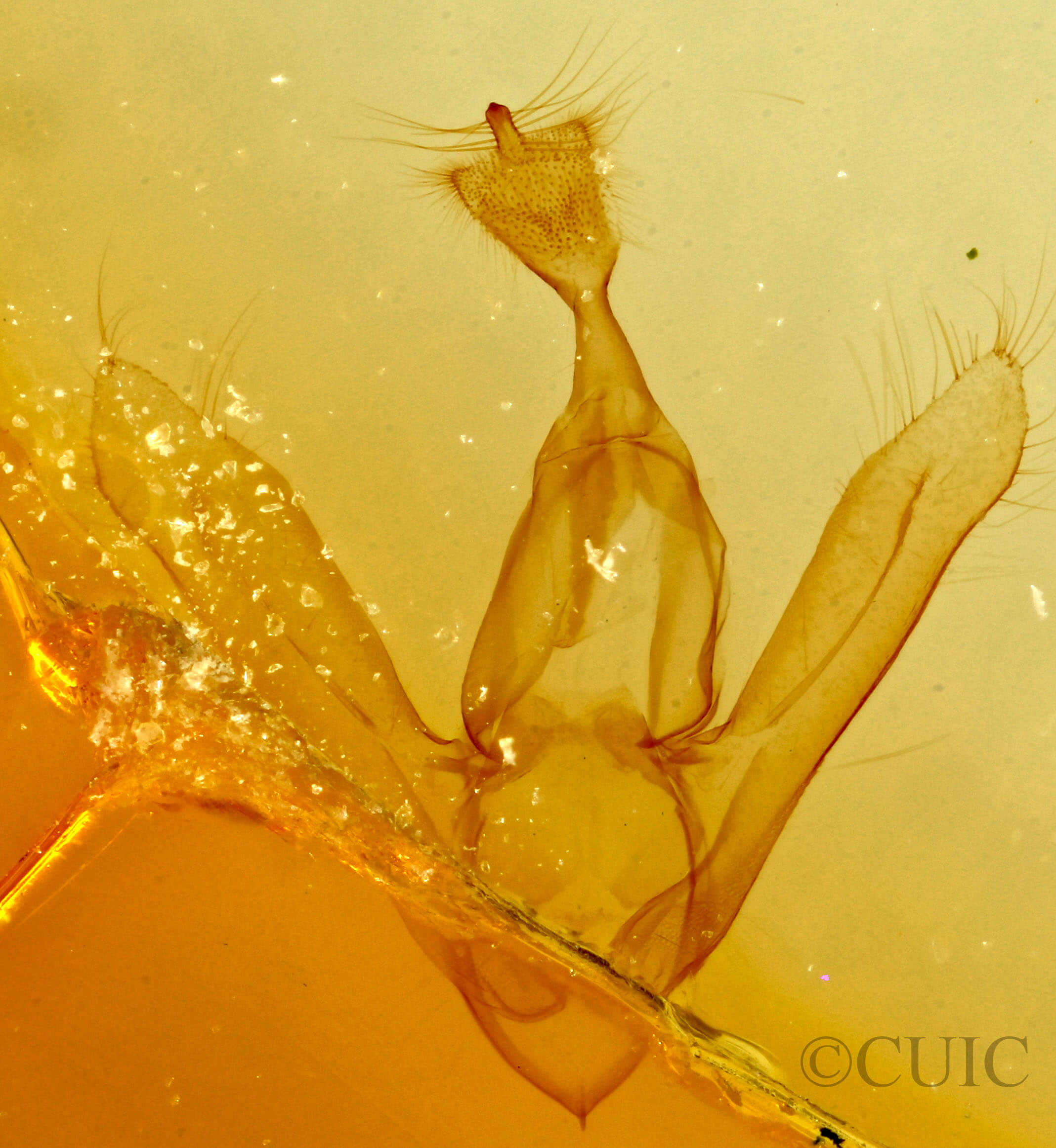 genitalia view of adult Toxonprucha sp.