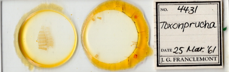 slide view of adult Toxonprucha sp.