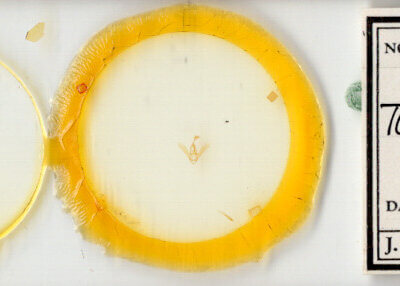 slide view of adult Toxonprucha sp.