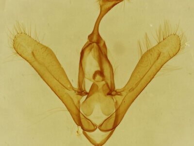 genitalia view of adult Toxonprucha sp.