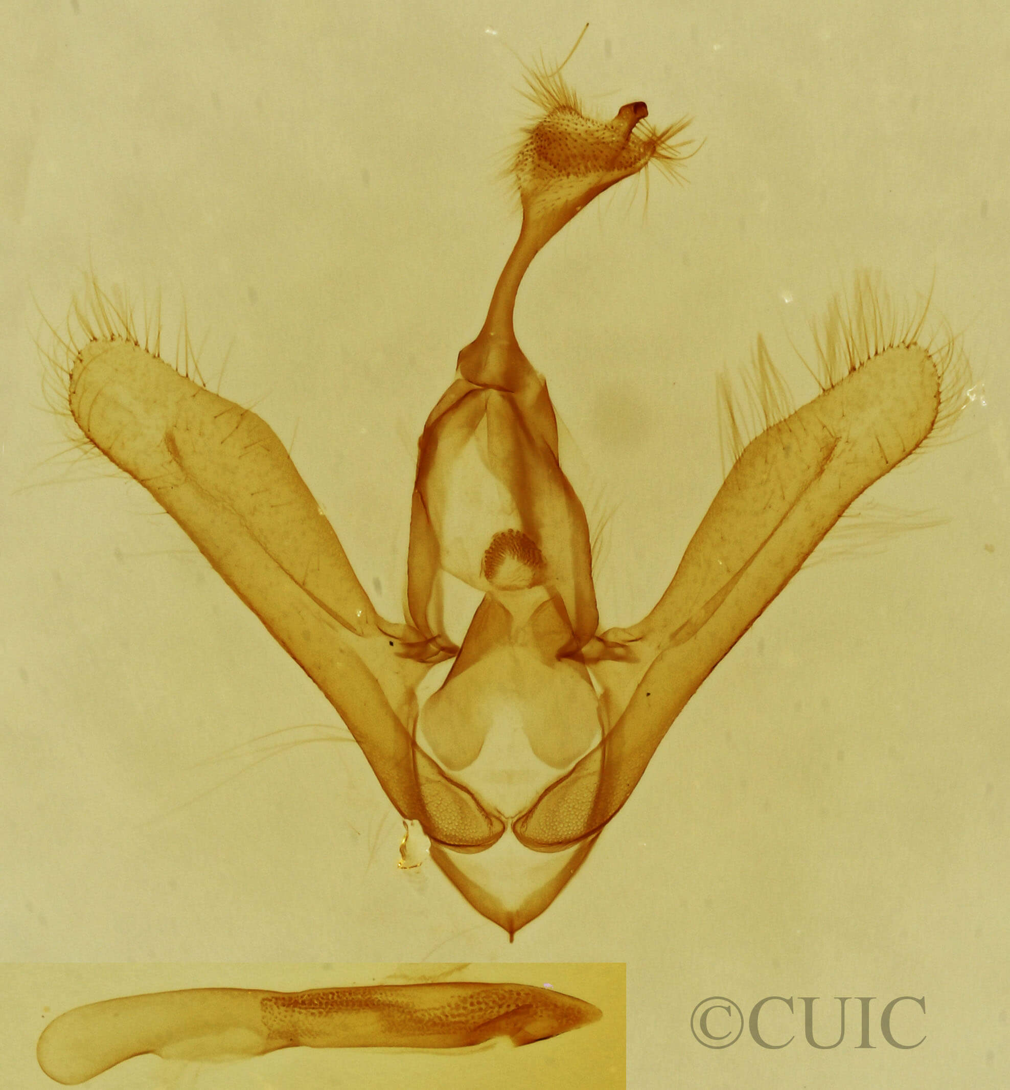 genitalia view of adult Toxonprucha sp.
