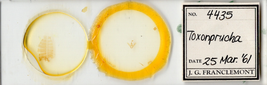 slide view of adult Toxonprucha sp.