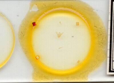 slide view of adult Toxonprucha sp.