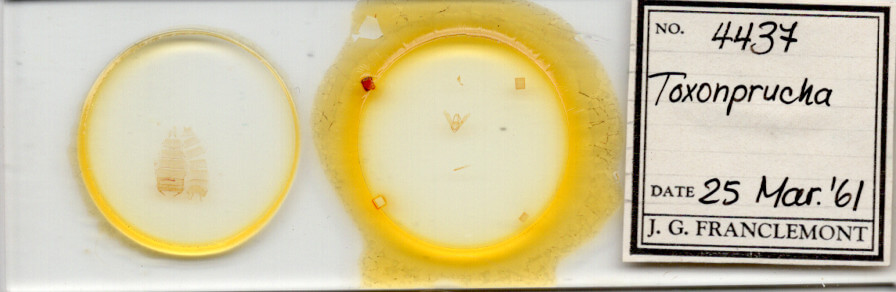 slide view of adult Toxonprucha sp.