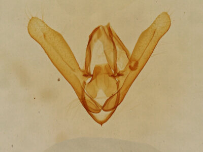 genitalia view of adult Toxonprucha sp.