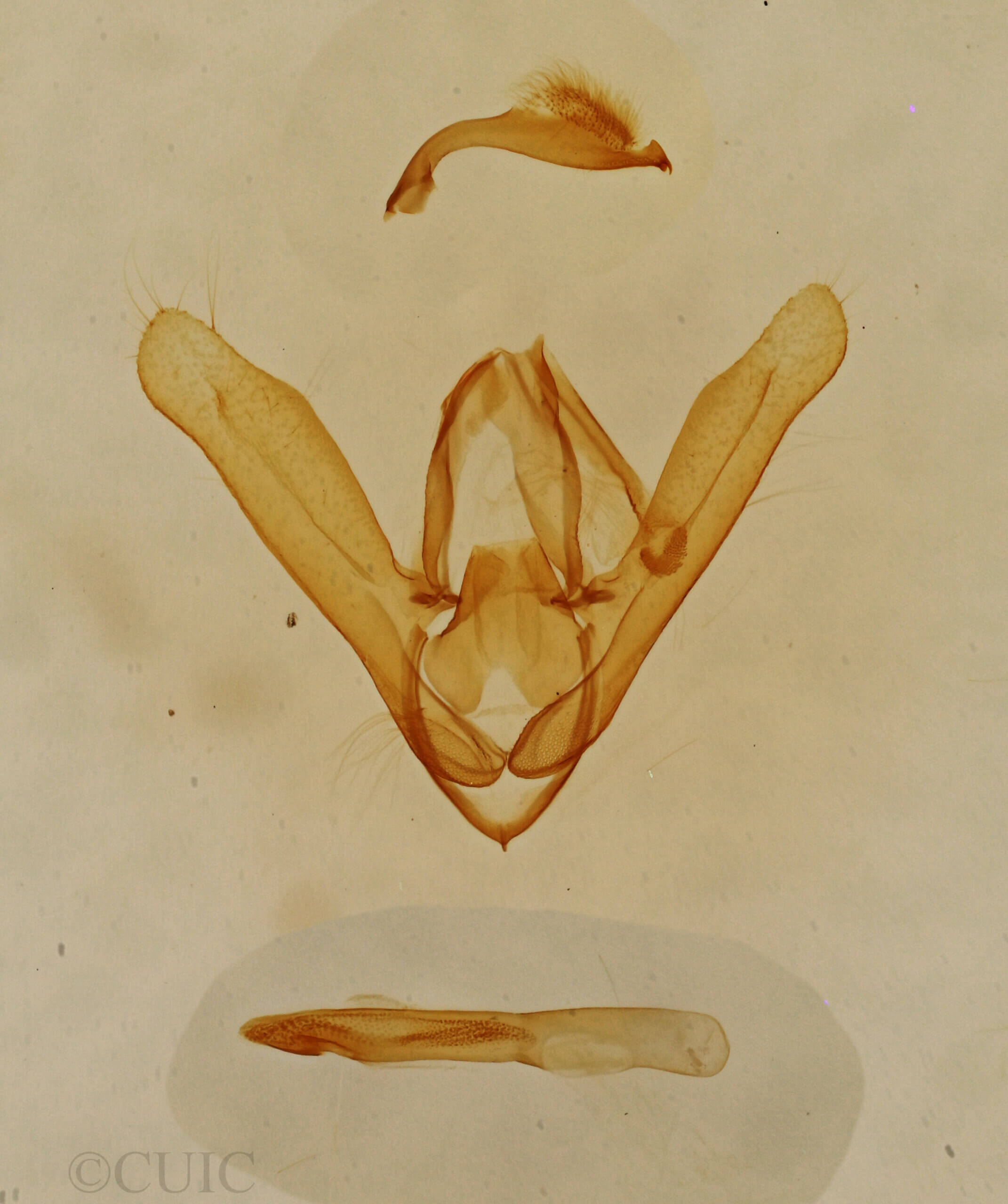 genitalia view of adult Toxonprucha sp.