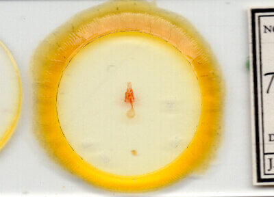 slide view of adult Toxonprucha sp.