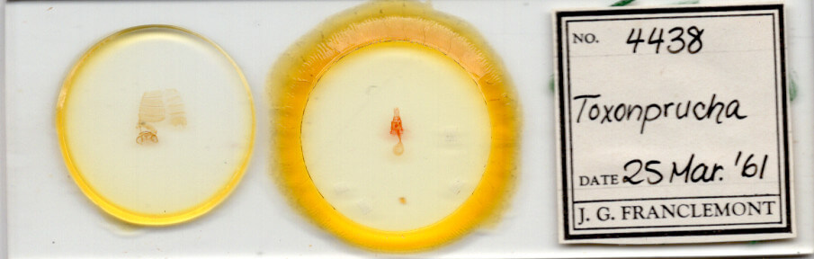 slide view of adult Toxonprucha sp.