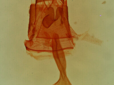 genitalia view of adult Toxonprucha sp.