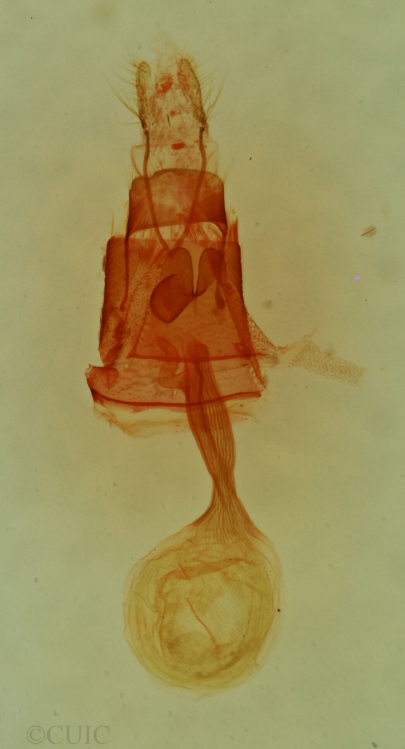 genitalia view of adult Toxonprucha sp.