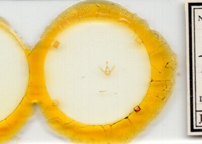 slide view of adult Toxonprucha sp.