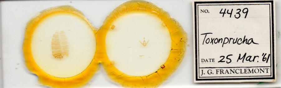 slide view of adult Toxonprucha sp.