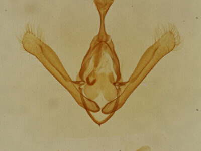 genitalia view of adult Toxonprucha sp.