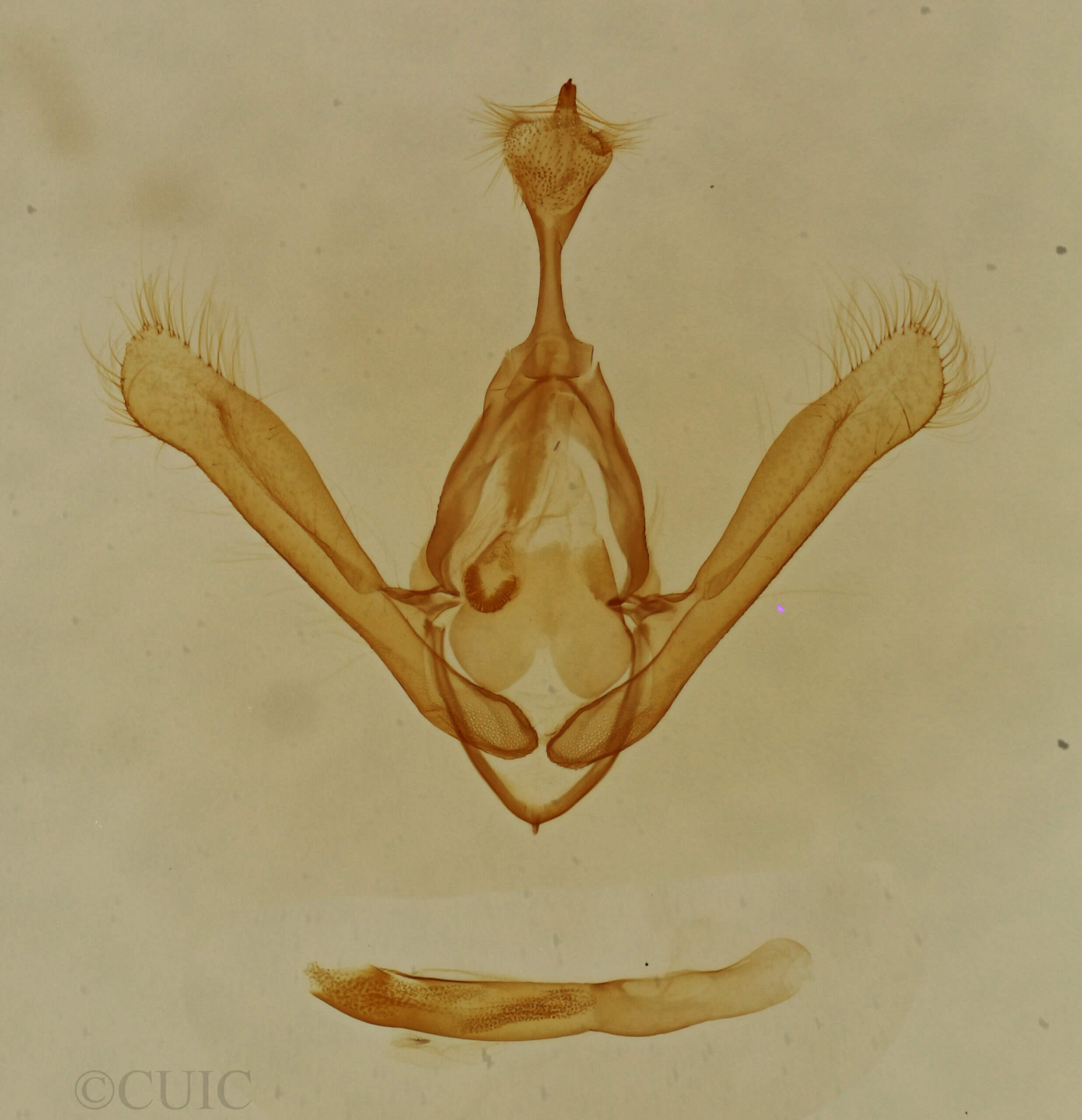 genitalia view of adult Toxonprucha sp.