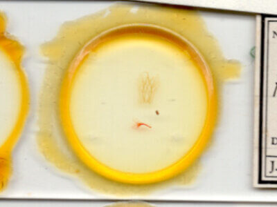 slide view of adult Perigea sp.